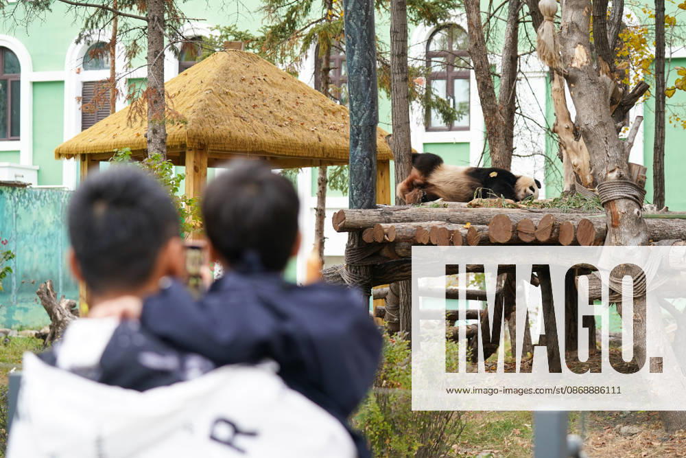 Giant panda Zhima rests at the Sun Island Giant Panda Pavilion on October 7, 2026 in Harbin, Heilongjiang Province of China. The pavilion remained popular with visitors on the final day of the National Day holiday.