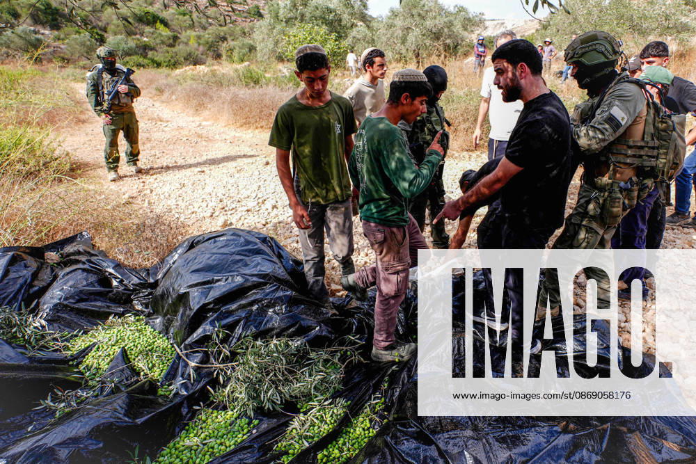 Clashes erupt between Israeli settlers and Palestinian farmers in West Bank RAMALLAH, WEST BANK - OCTOBER 9: Clashes break out between Israeli settlers, accompanied by Israeli soldiers, and Palestinian farmers harvesting olives in the town of Deir Ibzi, near Ramallah in West Bank, on October 9, 2026. The incident reportedly involved damage to olive crops and provocative actions by the settlers. Issam Rimawi Anadolu West Bank Palestine. Editorial use only. Please get in touch for any other usage.