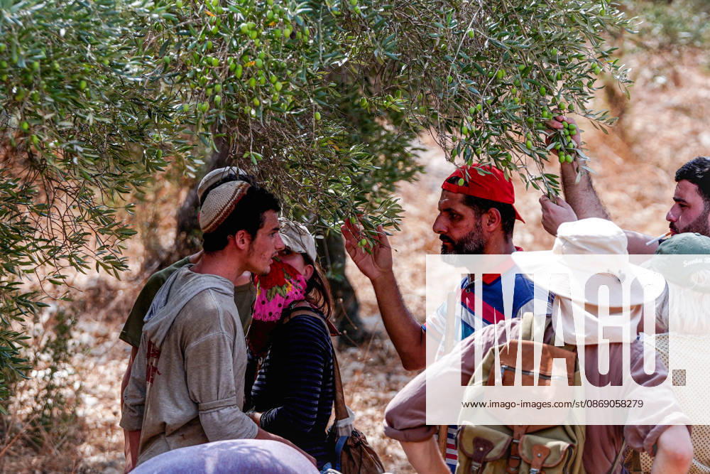 Clashes erupt between Israeli settlers and Palestinian farmers in West Bank RAMALLAH, WEST BANK - OCTOBER 9: Clashes break out between Israeli settlers, accompanied by Israeli soldiers, and Palestinian farmers harvesting olives in the town of Deir Ibzi, near Ramallah in West Bank, on October 9, 2026. The incident reportedly involved damage to olive crops and provocative actions by the settlers. Issam Rimawi Anadolu West Bank Palestine. Editorial use only. Please get in touch for any other usage.