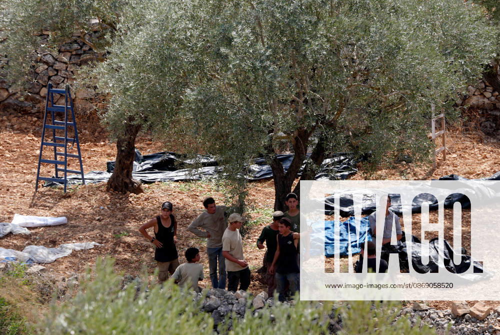 Clashes erupt between Israeli settlers and Palestinian farmers in West Bank RAMALLAH, WEST BANK - OCTOBER 9: Clashes break out between Israeli settlers, accompanied by Israeli soldiers, and Palestinian farmers harvesting olives in the town of Deir Ibzi, near Ramallah in West Bank, on October 9, 2026. The incident reportedly involved damage to olive crops and provocative actions by the settlers. Issam Rimawi Anadolu West Bank Palestine. Editorial use only. Please get in touch for any other usage.