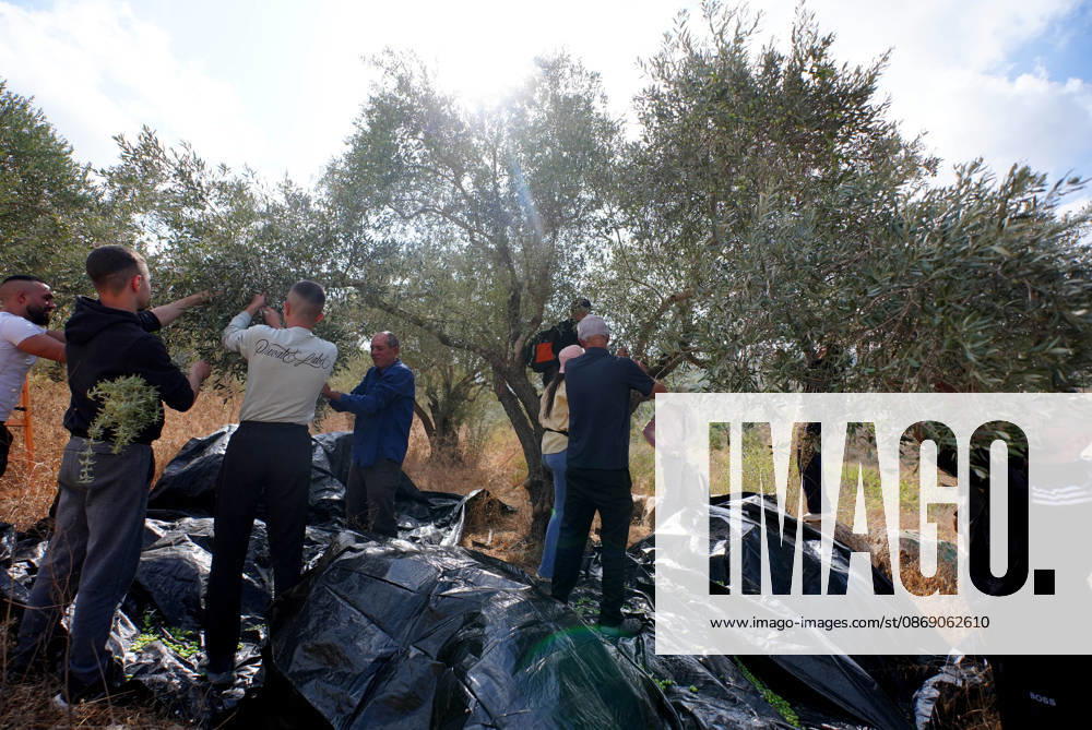 Clashes erupt between Israeli settlers and Palestinian farmers in West Bank RAMALLAH, WEST BANK - OCTOBER 9: Clashes break out between Israeli settlers, accompanied by Israeli soldiers, and Palestinian farmers harvesting olives in the town of Deir Ibzi, near Ramallah in West Bank, on October 9, 2026. The incident reportedly involved damage to olive crops and provocative actions by the settlers. Issam Rimawi Anadolu Ramallah West Bank. Editorial use only. Please get in touch for any other usage.