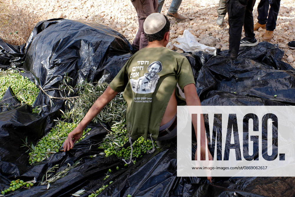 Clashes erupt between Israeli settlers and Palestinian farmers in West Bank RAMALLAH, WEST BANK - OCTOBER 9: Clashes break out between Israeli settlers, accompanied by Israeli soldiers, and Palestinian farmers harvesting olives in the town of Deir Ibzi, near Ramallah in West Bank, on October 9, 2026. The incident reportedly involved damage to olive crops and provocative actions by the settlers. Issam Rimawi Anadolu Ramallah West Bank. Editorial use only. Please get in touch for any other usage.