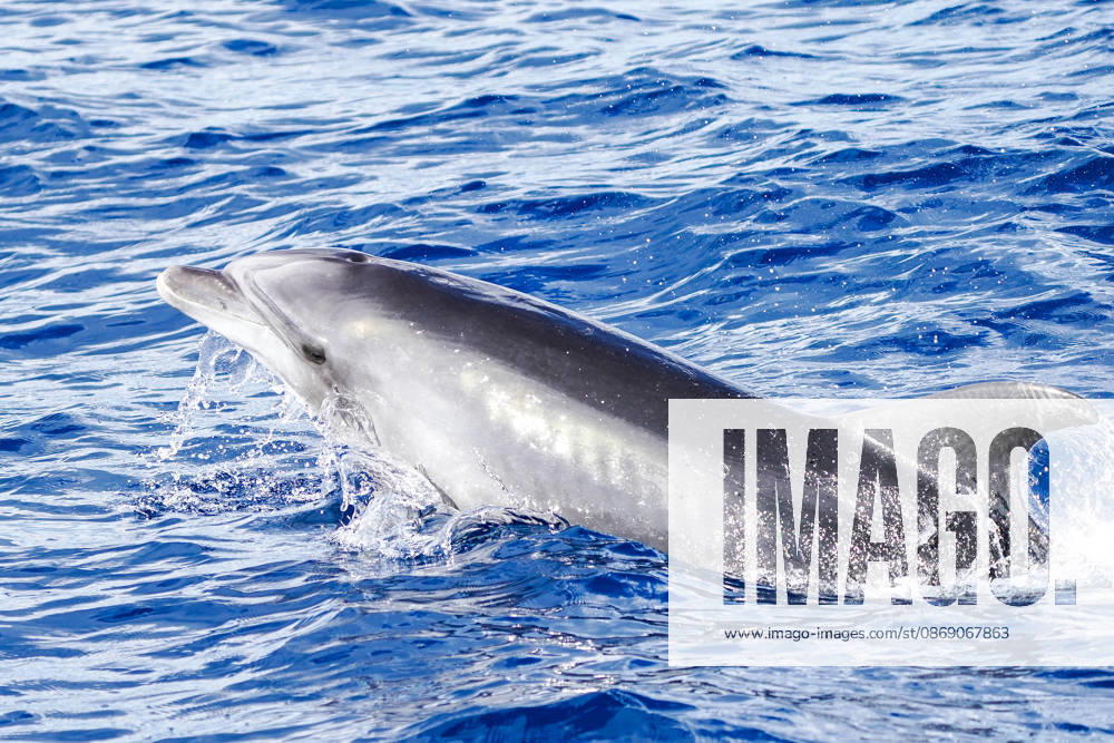 Delfine im Mittelmeer südlich von Mallorca bei Paguera - 09.10.2026 Mallorca: Delfin-Tour im Mittelmeer bei Paguera