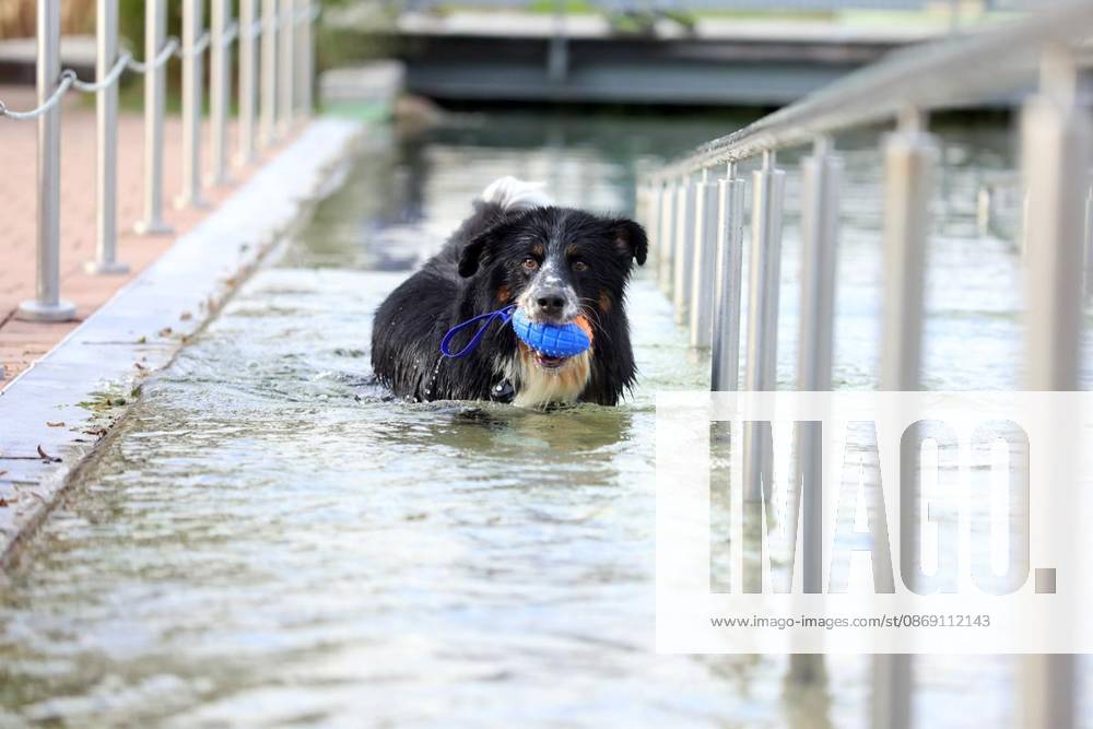 Hundeschwimmen zum Saisonende im Naturbad Styrum in Mülheim am Samstag, den 10. Oktober 2026 Deutschland NRW Mülheim