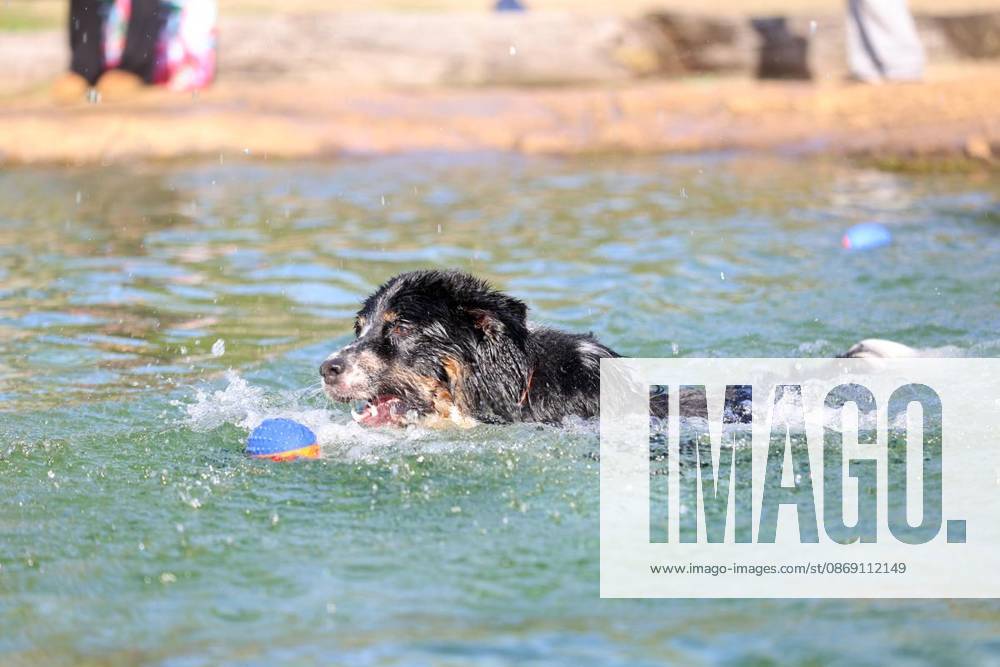 Hundeschwimmen zum Saisonende im Naturbad Styrum in Mülheim am Samstag, den 10. Oktober 2026 Deutschland NRW Mülheim