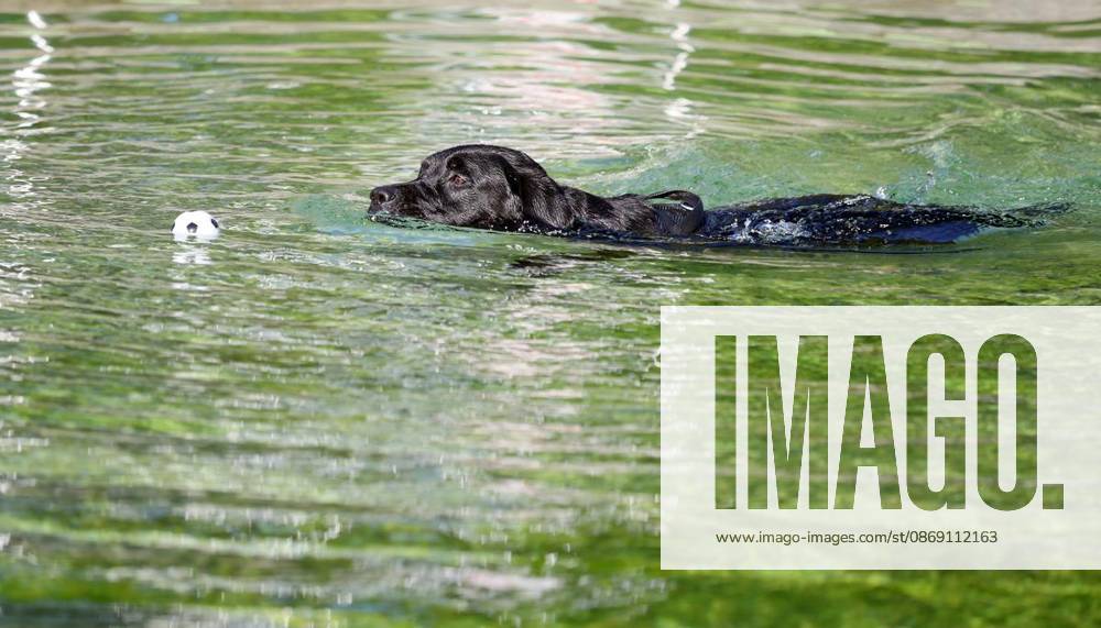 Hundeschwimmen zum Saisonende im Naturbad Styrum in Mülheim am Samstag, den 10. Oktober 2026 Deutschland NRW Mülheim