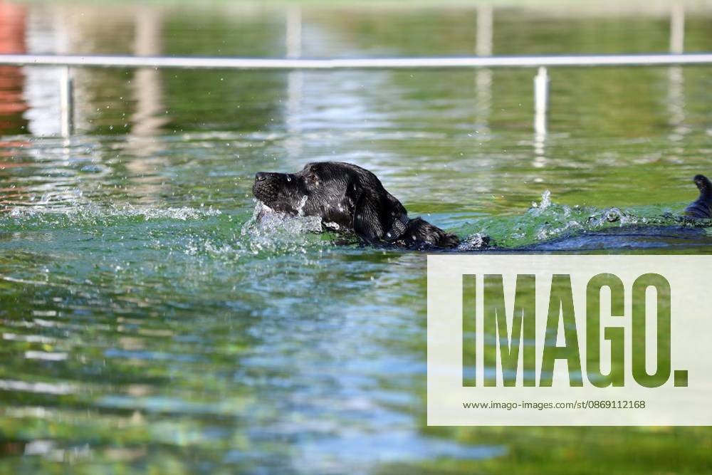 Hundeschwimmen zum Saisonende im Naturbad Styrum in Mülheim am Samstag, den 10. Oktober 2026 Deutschland NRW Mülheim