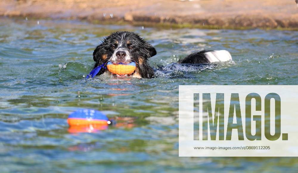 Hundeschwimmen zum Saisonende im Naturbad Styrum in Mülheim am Samstag, den 10. Oktober 2026 Deutschland NRW Mülheim