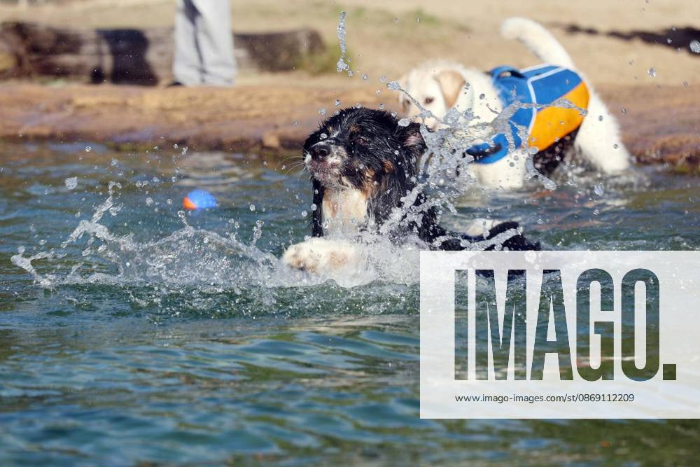 Hundeschwimmen zum Saisonende im Naturbad Styrum in Mülheim am Samstag, den 10. Oktober 2026 Deutschland NRW Mülheim