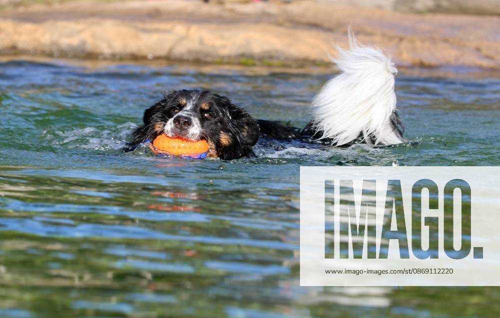 Hundeschwimmen zum Saisonende im Naturbad Styrum in Mülheim am Samstag, den 10. Oktober 2026 Deutschland NRW Mülheim
