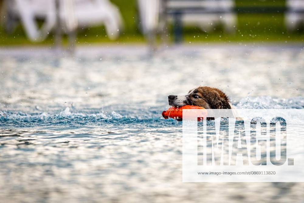 Hundeschwimmen im Südpool, am 10.10.2026,in HerneSüdpool Deutschland NRW Herne