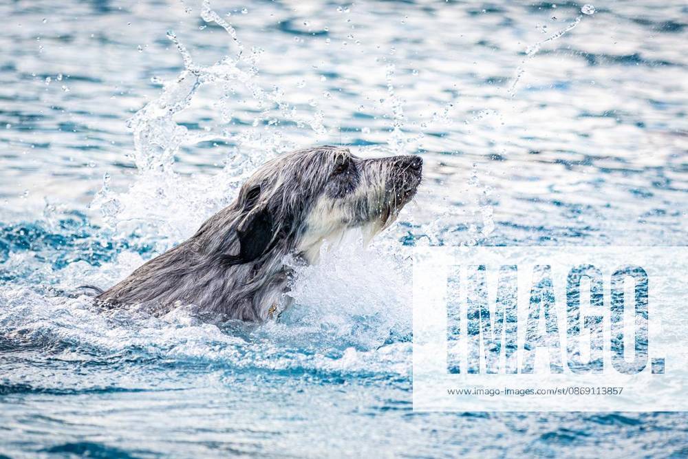 Hundeschwimmen im Südpool, am 10.10.2026,in HerneSüdpool Deutschland NRW Herne