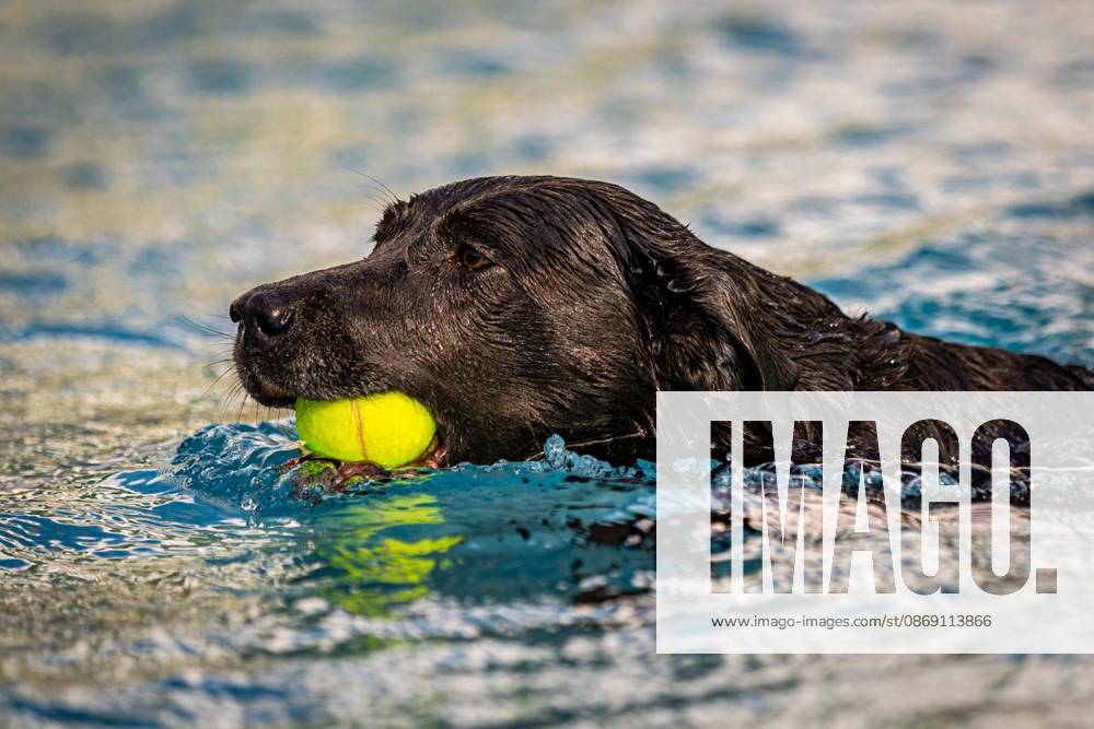 Hundeschwimmen im Südpool, am 10.10.2026,in HerneSüdpool Deutschland NRW Herne