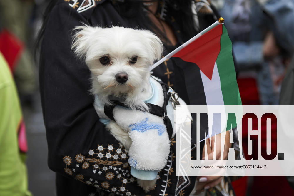 Pro-Palestine protests in Naples NAPLES, ITALY - OCTOBER 10: A woman holds a dog and a Palestinian flag as she takes part in a protest during the Global Day of Action for Palestine in defence of the Palestinian people, to call for an arms embargo and sanctions against Israel in Naples, on October 10, 2026. Eliano Imperato Anadolu Naples Italy. Editorial use only. Please get in touch for any other usage.