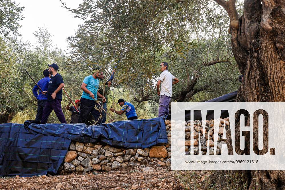 DEIR ABU MASHâ€⠢AL, PALESTINE †OCTOBER 10, 2026: Palestinian farmers came under attack by Israeli settlers and Israeli forces as they headed to harvest olives on their land in Deir Abu Mashâ€⠢al, northwest of Ramallah. The event marked the villageâ€⠢s first olive harvest gathering of the new season. The Palestine Red Crescent Society reported that its teams treated nine people injured during the incident. The injuries included one caused by live ammunition to the thigh, two caused by rubber-coated metal bullets, and six resulting from physical assault. One of those struck by a rubber-coated metal bullet was photojournalist Issam Al-Rimawi. The incident occurred during the annual olive harve - ZUMAq101 20261010_zna_q101_050