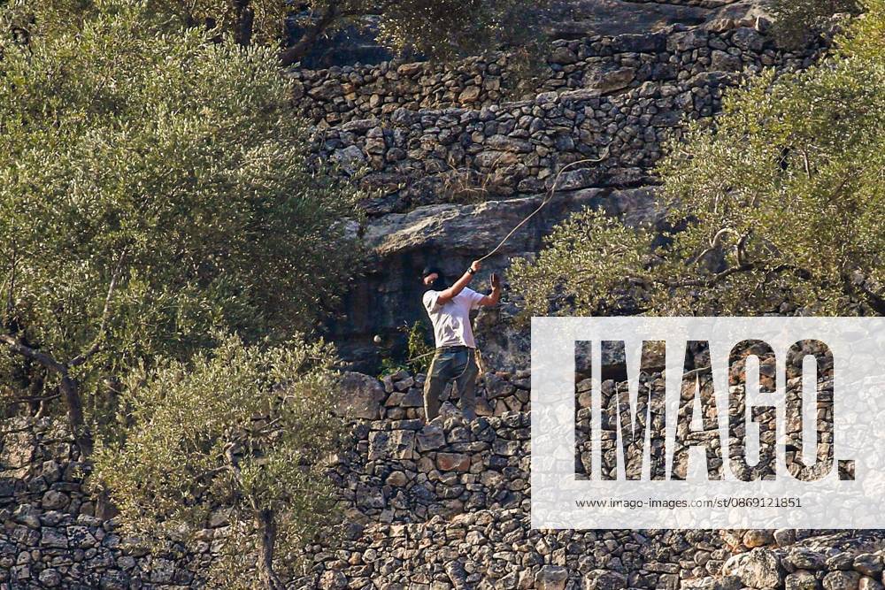 DEIR ABU MASHÃ¢â‚¬â ¢AL, PALESTINE Ã¢â‚¬ OCTOBER 10, 2026: Palestinian farmers came under attack by Israeli settlers and Israeli forces as they headed to harvest olives on their land in Deir Abu MashÃ¢â‚¬â ¢al, northwest of Ramallah. The event marked the villageÃ¢â‚¬â ¢s first olive harvest gathering of the new season. The Palestine Red Crescent Society reported that its teams treated nine people injured during the incident. The injuries included one caused by live ammunition to the thigh, two caused by rubber-coated metal bullets, and six resulting from physical assault. One of those struck by a rubber-coated metal bullet was photojournalist Issam Al-Rimawi. The incident occurred during the annual olive harve - ZUMAq101 20261010_zna_q101_069