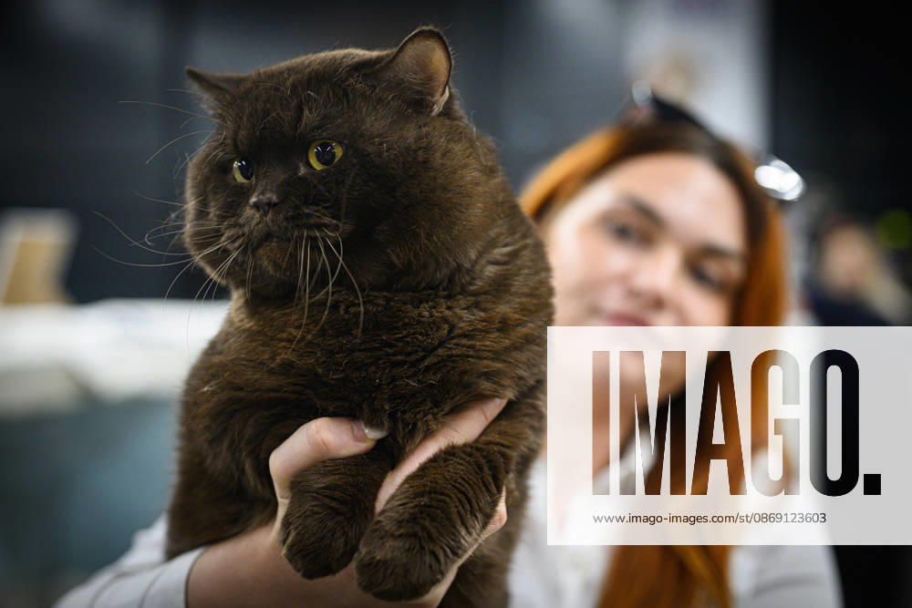 2026 WCF Jubilee Cat Show - Day 1 Owner holds her cat during the day one of 2026 WCF Jubilee Cat Show in Zagreb, Croatia on October 10, 2026. DavorxPuklavec PIXSELL