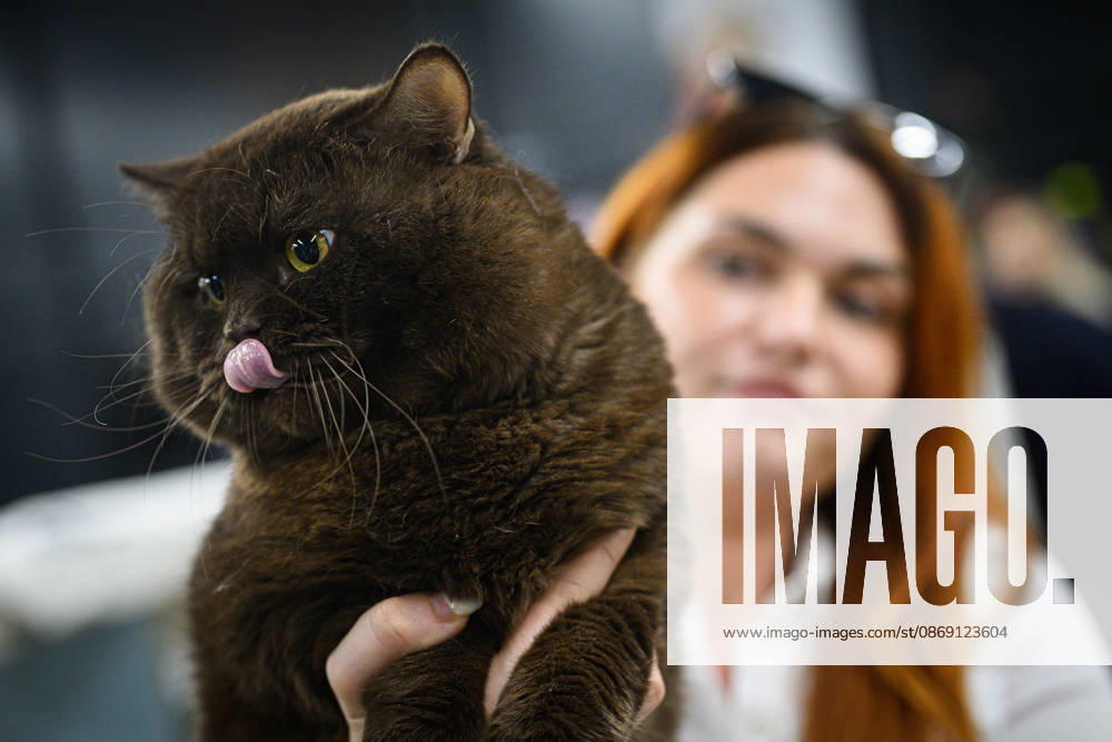 2026 WCF Jubilee Cat Show - Day 1 Owner holds her cat during the day one of 2026 WCF Jubilee Cat Show in Zagreb, Croatia on October 10, 2026. DavorxPuklavec PIXSELL