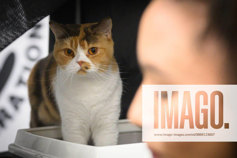 2026 WCF Jubilee Cat Show - Day 1 Cat is seen during the day one of 2026 WCF Jubilee Cat Show in Zagreb, Croatia on October 10, 2026. DavorxPuklavec PIXSELL