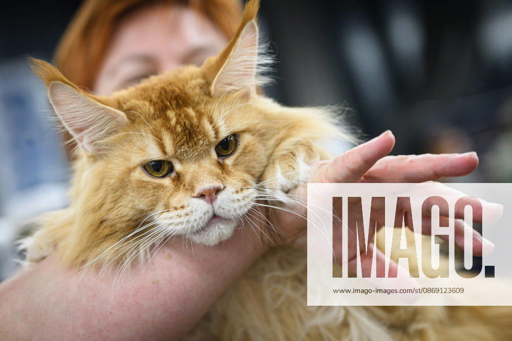 2026 WCF Jubilee Cat Show - Day 1 Owner holds her cat during the day one of 2026 WCF Jubilee Cat Show in Zagreb, Croatia on October 10, 2026. DavorxPuklavec PIXSELL