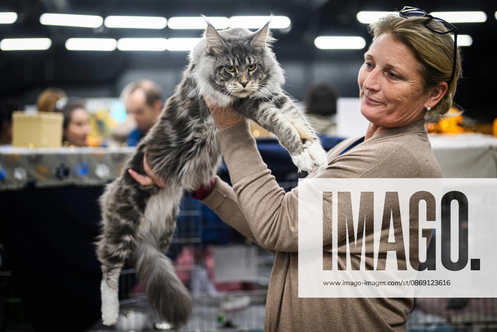 2026 WCF Jubilee Cat Show - Day 1 Owner holds her cat during the day one of 2026 WCF Jubilee Cat Show in Zagreb, Croatia on October 10, 2026. DavorxPuklavec PIXSELL