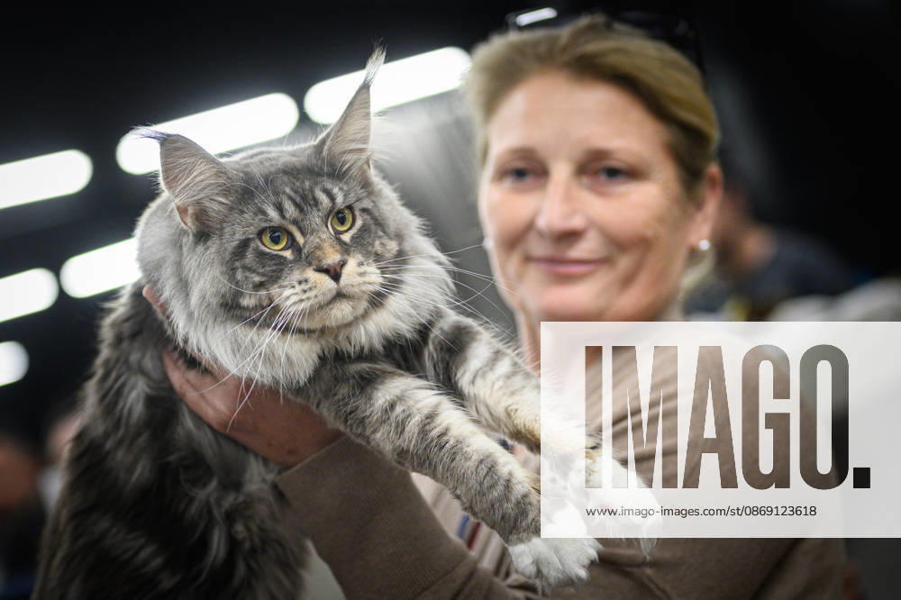 2026 WCF Jubilee Cat Show - Day 1 Owner holds her cat during the day one of 2026 WCF Jubilee Cat Show in Zagreb, Croatia on October 10, 2026. DavorxPuklavec PIXSELL