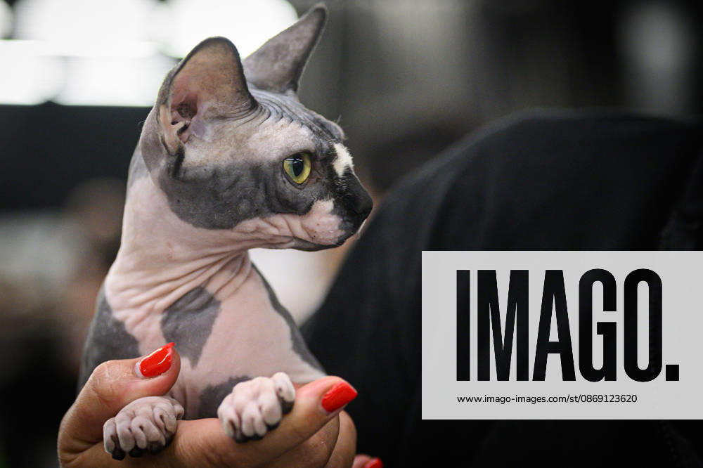 2026 WCF Jubilee Cat Show - Day 1 Owner holds her cat during the day one of 2026 WCF Jubilee Cat Show in Zagreb, Croatia on October 10, 2026. DavorxPuklavec PIXSELL
