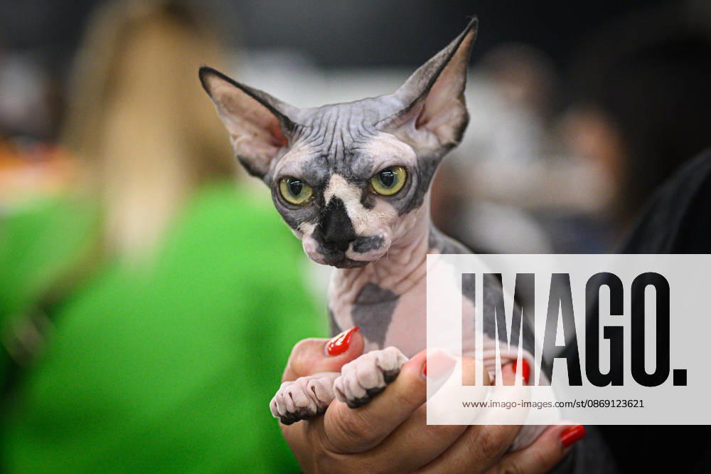 2026 WCF Jubilee Cat Show - Day 1 Owner holds her cat during the day one of 2026 WCF Jubilee Cat Show in Zagreb, Croatia on October 10, 2026. DavorxPuklavec PIXSELL