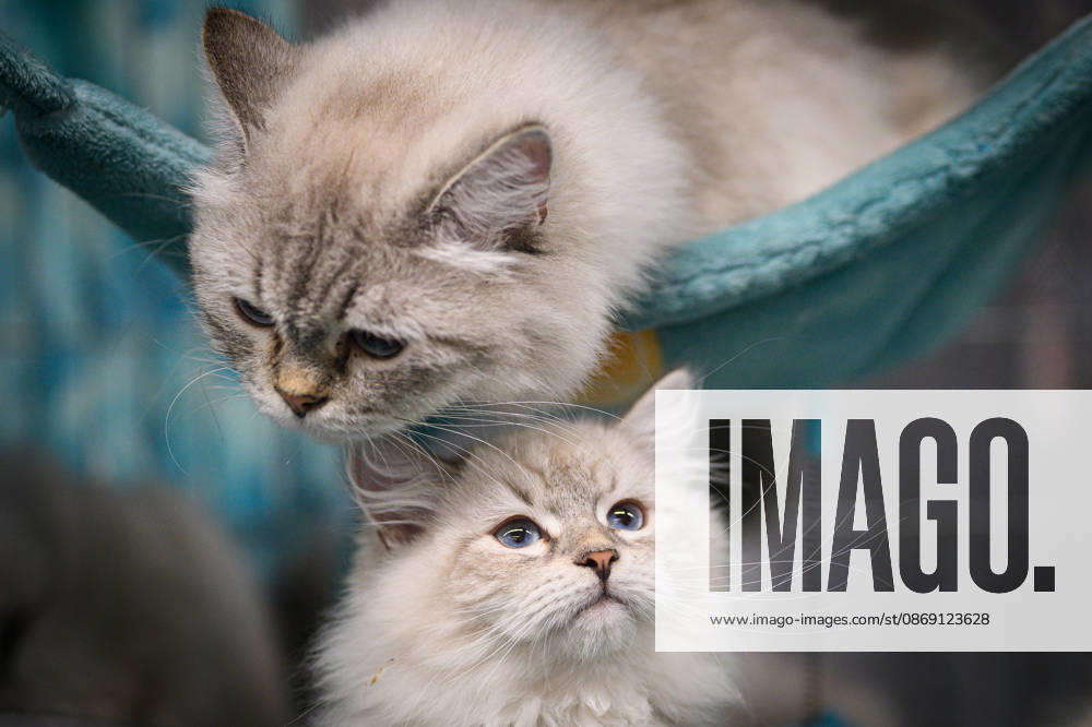 2026 WCF Jubilee Cat Show - Day 1 Cat is seen during the day one of 2026 WCF Jubilee Cat Show in Zagreb, Croatia on October 10, 2026. DavorxPuklavec PIXSELL