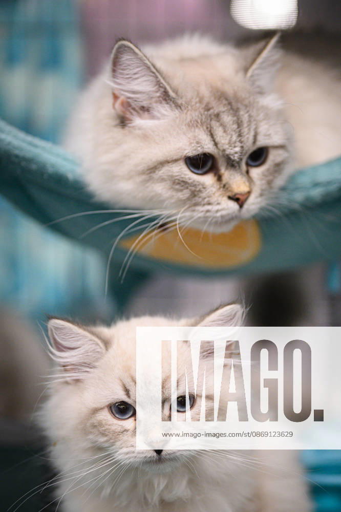 2026 WCF Jubilee Cat Show - Day 1 Cat is seen during the day one of 2026 WCF Jubilee Cat Show in Zagreb, Croatia on October 10, 2026. DavorxPuklavec PIXSELL