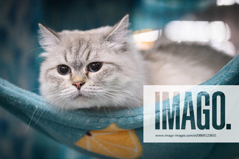 2026 WCF Jubilee Cat Show - Day 1 Cat is seen during the day one of 2026 WCF Jubilee Cat Show in Zagreb, Croatia on October 10, 2026. DavorxPuklavec PIXSELL