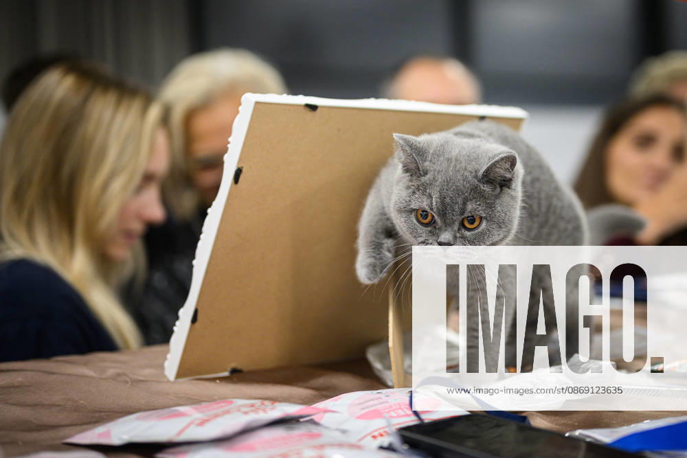 2026 WCF Jubilee Cat Show - Day 1 Cat is seen during the day one of 2026 WCF Jubilee Cat Show in Zagreb, Croatia on October 10, 2026. DavorxPuklavec PIXSELL