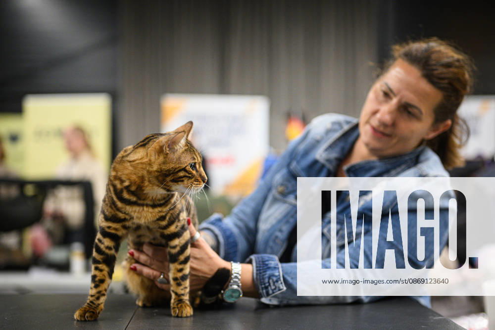 2026 WCF Jubilee Cat Show - Day 1 Owner holds her cat during the day one of 2026 WCF Jubilee Cat Show in Zagreb, Croatia on October 10, 2026. DavorxPuklavec PIXSELL