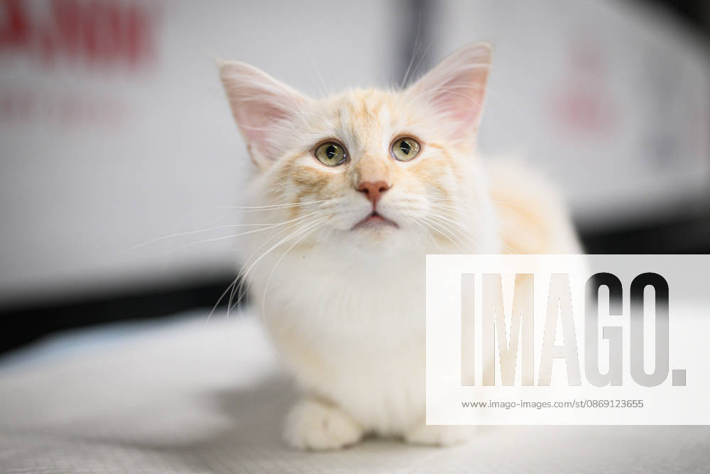 2026 WCF Jubilee Cat Show - Day 1 Cat is seen during the day one of 2026 WCF Jubilee Cat Show in Zagreb, Croatia on October 10, 2026. DavorxPuklavec PIXSELL