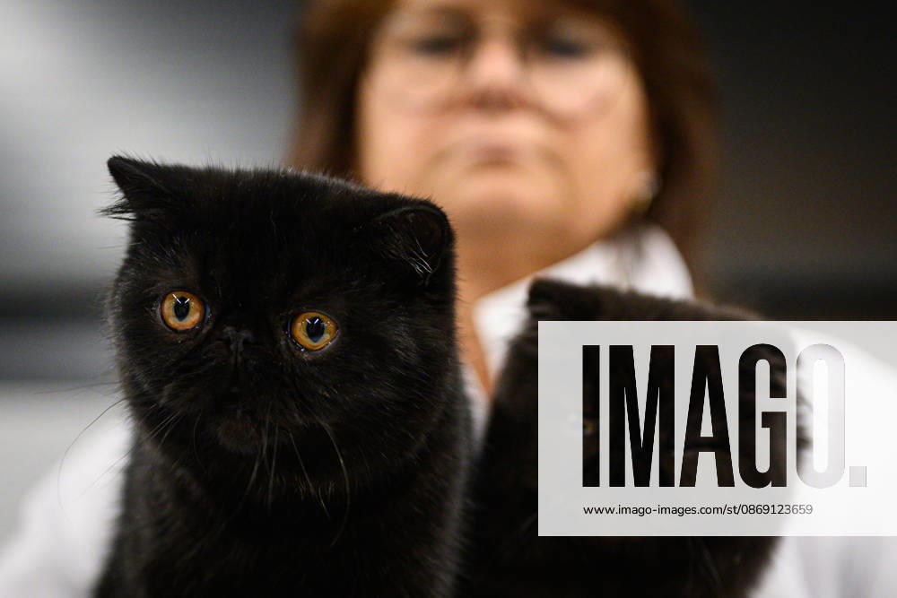 2026 WCF Jubilee Cat Show - Day 1 Cat is seen during the day one of 2026 WCF Jubilee Cat Show in Zagreb, Croatia on October 10, 2026. DavorxPuklavec PIXSELL
