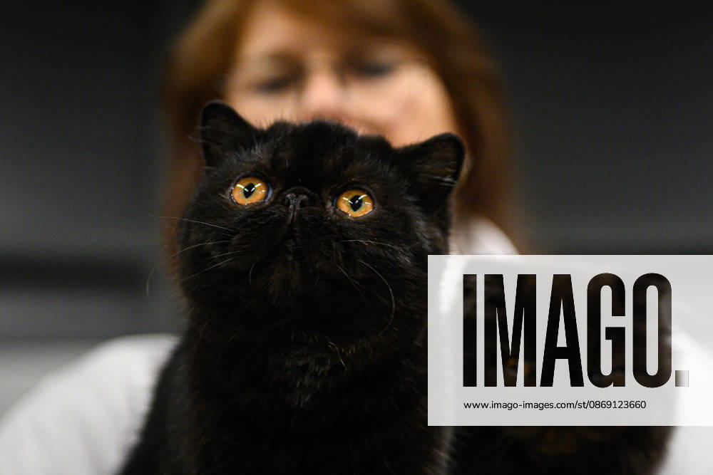 2026 WCF Jubilee Cat Show - Day 1 Cat is seen during the day one of 2026 WCF Jubilee Cat Show in Zagreb, Croatia on October 10, 2026. DavorxPuklavec PIXSELL