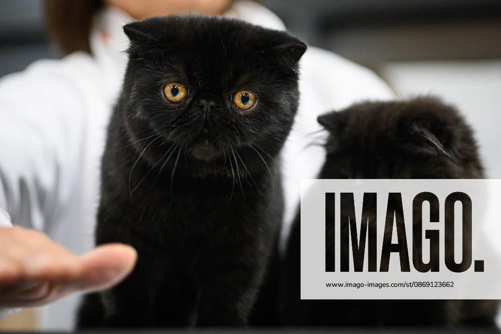 2026 WCF Jubilee Cat Show - Day 1 Cat is seen during the day one of 2026 WCF Jubilee Cat Show in Zagreb, Croatia on October 10, 2026. DavorxPuklavec PIXSELL