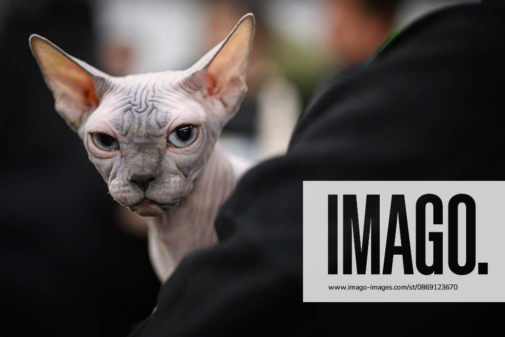 2026 WCF Jubilee Cat Show - Day 1 Owner holds her cat during the day one of 2026 WCF Jubilee Cat Show in Zagreb, Croatia on October 10, 2026. DavorxPuklavec PIXSELL