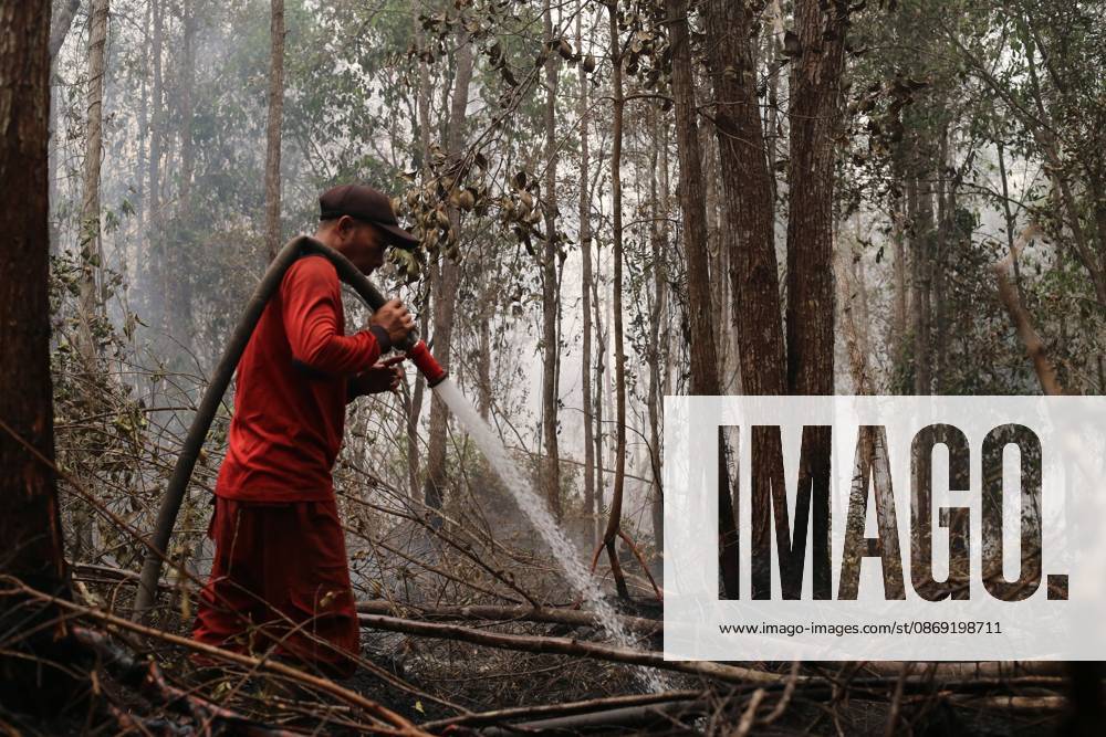Firefighters battle forest fire in Central Kalimantan PALANGKA RAYA, CENTRAL KALIMANTAN, INDONESIA, OCTOBER 11, 2026: Members of Indonesia s Manggala Agni forest fire brigade work to extinguish a forest fire in the Sebangau area of Palangka Raya, Central Kalimantan. The firefighting team has been responding to fires affecting forests and community land in the region during the dry season. kalimantan Indonesia
