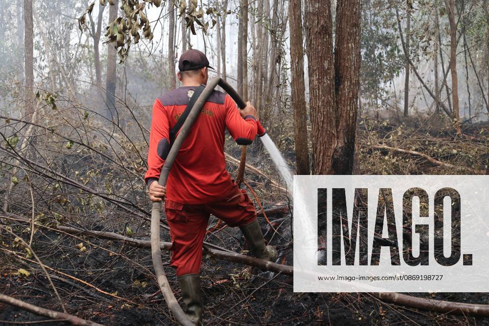 PALANGKA RAYA, CENTRAL KALIMANTAN, INDONESIA, OCTOBER 11, 2026: Members of Indonesia s Manggala Agni forest fire brigade work to extinguish a forest fire in the Sebangau area of Palangka Raya, Central Kalimantan. The firefighting team has been responding to fires affecting forests and community land in the region during the dry season. Kalimantan Indonesia - ZUMAq101 20261011_zna_q101_120