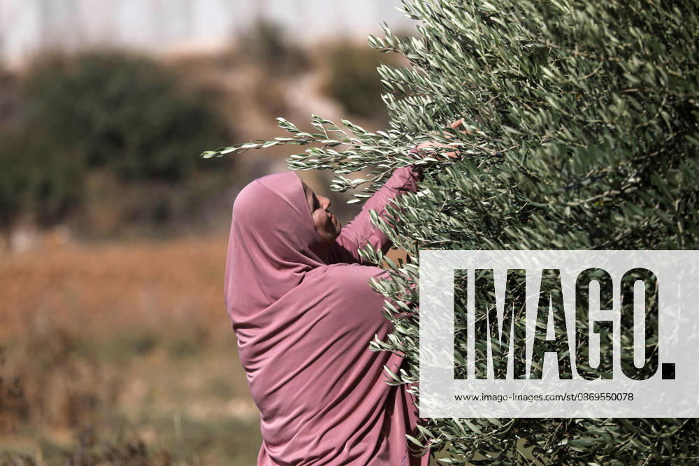 Olive harvest in West Bank BEIT AWWA, WEST BANK, PALESTINE - OCTOBER 15: A Palestinian farmer harvests olives in an olive grove near the separation wall built by Israel in the town of Beit Awwa, west of Hebron, West Bank, Palestine, on October 15, 2026. Palestinian farmers frequently face attacks by Israeli forces and Israeli settlers during the ongoing olive harvest season. Mamoun Wazwaz Anadolu Beit Awwa West Bank. Editorial use only. Please get in touch for any other usage.