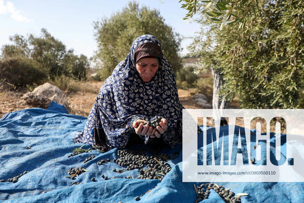 Olive harvest in West Bank BEIT AWWA, WEST BANK, PALESTINE - OCTOBER 15: A Palestinian farmer harvests olives in an olive grove near the separation wall built by Israel in the town of Beit Awwa, west of Hebron, West Bank, Palestine, on October 15, 2026. Palestinian farmers frequently face attacks by Israeli forces and Israeli settlers during the ongoing olive harvest season. Mamoun Wazwaz Anadolu Beit Awwa West Bank. Editorial use only. Please get in touch for any other usage.