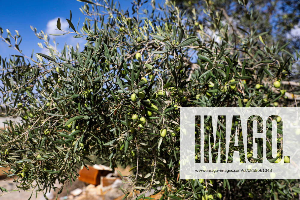 Palestinian Farmers Harvest Olives Near Barrier West of Hebron Palestinian farmers pick olives during the harvest season in a field in the village of Beit Awwa, west of Hebron, in the occupied West Bank, on October 15, 2026, near the Israeli separation barrier. Photo by Mamoun Wazwaz apaimages Hebron West Bank Palestinian Territory 151026_Hebron_MW_00(28)