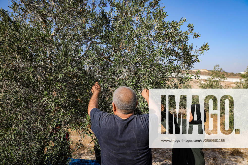 Palestinian Farmers Harvest Olives Near Barrier West of Hebron Palestinian farmers pick olives during the harvest season in a field in the village of Beit Awwa, west of Hebron, in the occupied West Bank, on October 15, 2026, near the Israeli separation barrier. Photo by Mamoun Wazwaz apaimages Hebron West Bank Palestinian Territory 151026_Hebron_MW_00(1)