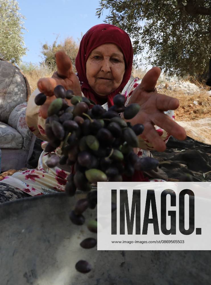 Nablus, Palestine, State of: NABLUS, WEST BANK, PALESTINE, OCTOBER 15, 2026: Palestinian farmers harvest olives during the annual olive-picking season in Nablus, in the occupied West Bank. Nablus Palestine, State of - ZUMAq101 20261015_zna_q101_109