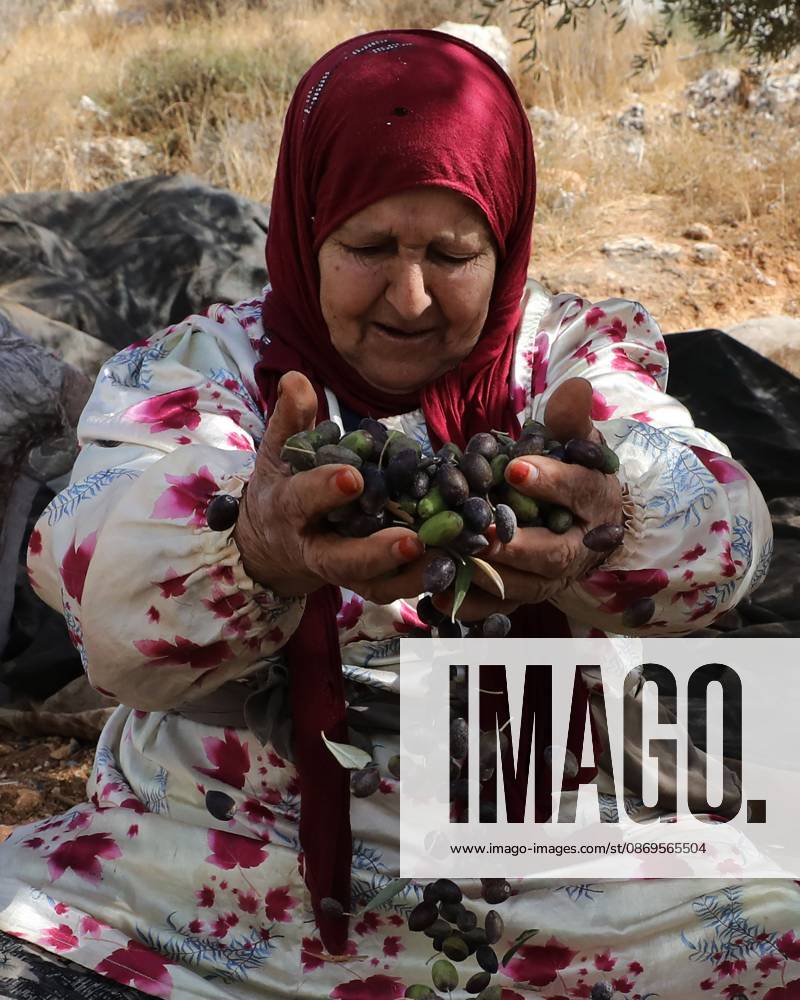 Nablus, Palestine, State of: NABLUS, WEST BANK, PALESTINE, OCTOBER 15, 2026: Palestinian farmers harvest olives during the annual olive-picking season in Nablus, in the occupied West Bank. Nablus Palestine, State of - ZUMAq101 20261015_zna_q101_110