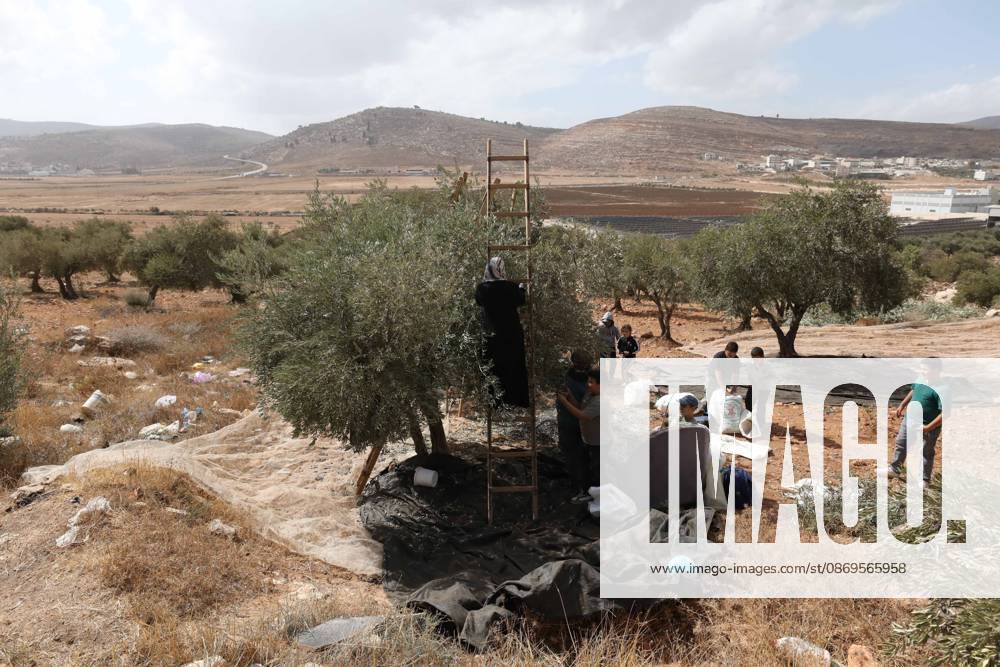 Nablus, Palestine, State of: NABLUS, WEST BANK, PALESTINE, OCTOBER 15, 2026: Palestinian farmers harvest olives during the annual olive-picking season in Nablus, in the occupied West Bank. Nablus Palestine, State of - ZUMAq101 20261015_zna_q101_111