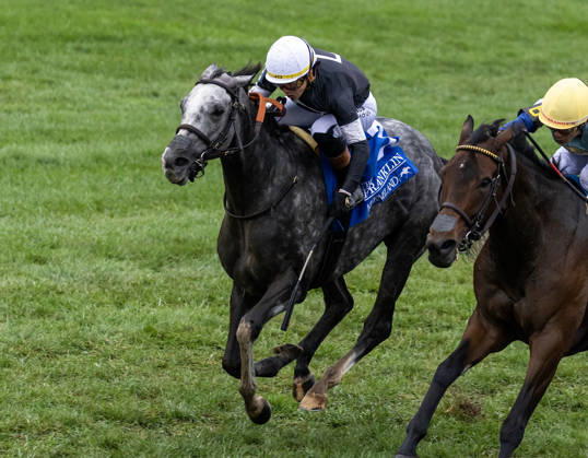 October 11, 2026, Lexington, Ky, USA: Time to Dazzle (3) ridden by Irad Ortiz Jr wins the Franklin Stakes Day on October 11, 2026. Candice Chavez Eclipse Sportswire CSM Lexington USA - ZUMAcs17 20261011_faf_cs17_001 Copyright: x {Serialx