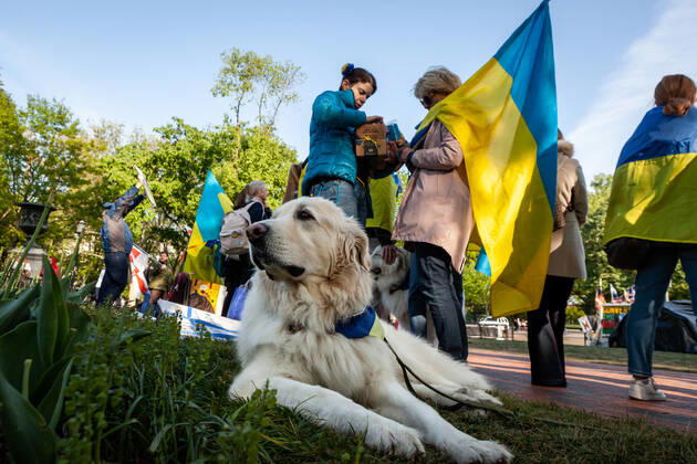 Belarusian opposition leader Sviatlana Tsikhanouskaya attends Ukraine protest A canine supporter of Ukraine makes himself at home during a rally at the White House against Russia s war in Ukraine. The Belarusian community in the Washington, DC metro area joined US Ukrainian Activists daily protest at the White House to show their support. Both countries currently suffer at the hands of Russian President Vladimir Putin: Ukraine is under attack, and Belarus is led by Putin puppet Alexander Lukashenko. Washington DC United States Copyright: xAllisonxBaileyx originalFilename: bailey-belarusi220428_npdiG