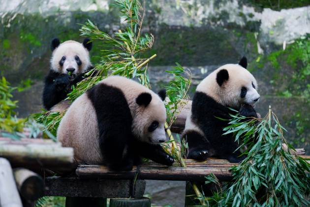 CHONGQING, CHINA - OCTOBER 29: Giant pandas eat bamboo at Chongqing Zoo on October 29, 2023 in Chongqing, China. Copyright: xVCGx 111461794963